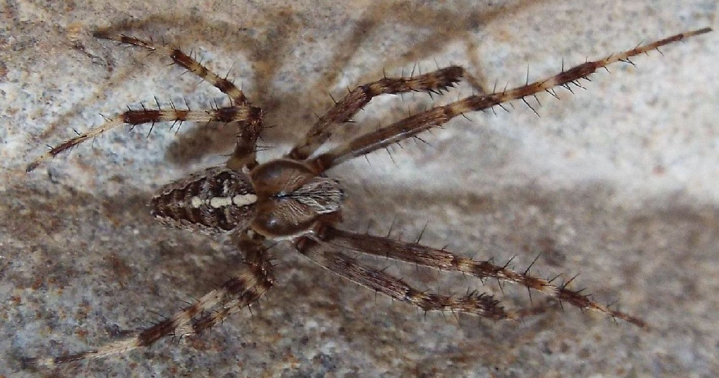 Araneus diadematus -  Vigo di Fassa (TN)